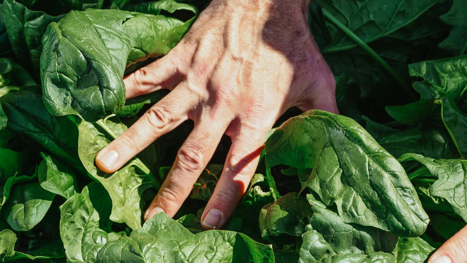 alimentation