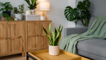 bonnes habitudes pour créer un intérieur propice